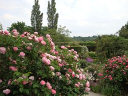 Sissinghurst June 2008 Wallpaper