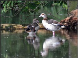 Egyptian Geese, Earith. Wallpaper