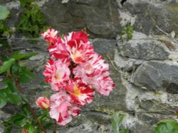 Bodnant Garden, June 2011 Wallpaper