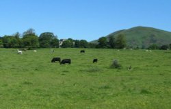 Upper Largo Fields Wallpaper