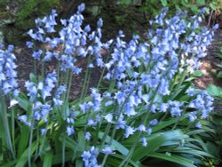 Bluebells, Constable Burton Hall Gardens Wallpaper