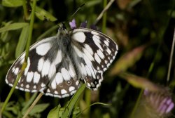 Marbled White butterfly, Rushbeds Nature Reserve, Bucks Wallpaper