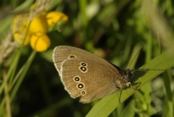 Ringlet butterfly, Rushbeds Nature Reserve, Bucks Wallpaper