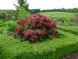 Culpeper Garden, Leeds Castle Wallpaper