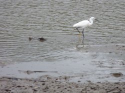 The Egret up the Creek Wallpaper