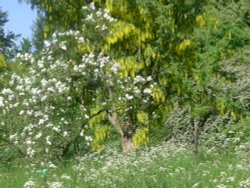 Laburnum Tree, Thorp Perrow Arboretum Wallpaper