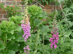 Foxgloves, Culpeper Garden, Leeds Castle Wallpaper