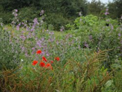 Wild Flowers of Fetcham Wallpaper