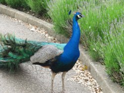 Peacock, Leeds Castle Wallpaper