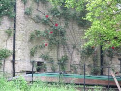 Climbing Roses and Upside Down Punt Wallpaper