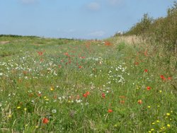 Budleigh Salterton Wallpaper