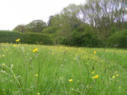 Wild Flower Meadow Wallpaper