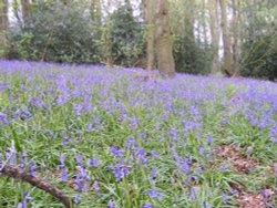 Bluebells Wallpaper