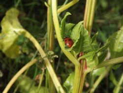 Ladybird from Shornemeade Fort Gravesend Kent Wallpaper