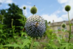 Busy bees at Boveridge Park, Cranborne Wallpaper