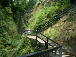 Shanklin Chine Wallpaper