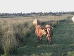 On Carlton Marshes Wallpaper