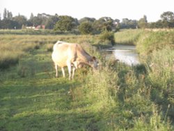 Evening on Carlton Marshes Wallpaper