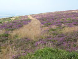 Quantock Hills Wallpaper