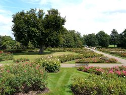 The Rose Garden, Greenwich Park Wallpaper