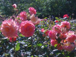 Peach roses Queen Mary's Rose Garden Wallpaper