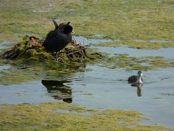 Just off for a quick swim in the algae Wallpaper