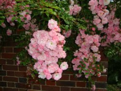 Roses in Sissinghurst Castle Gardens Wallpaper