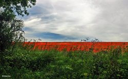 Stour Valley Summer, Blandford Forum. Wallpaper