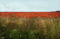 Stour Valley Summer, Blandford Forum.