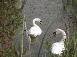 Crossing the River Waveney Wallpaper