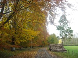 Chedworth Woods Wallpaper