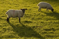 Ambleside sheep 2 Wallpaper