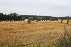 Cornfield at Hurley Wallpaper