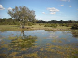 The New Forest Wallpaper