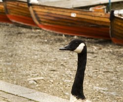 Bowness Goose Wallpaper