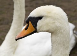 Bowness swan 3 Wallpaper