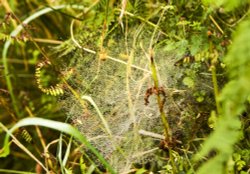 Early morning web, Rydal Wallpaper