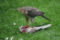 Sparrowhawk in Gateshead. Wallpaper