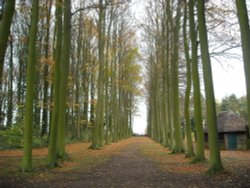 Hidcote Wallpaper