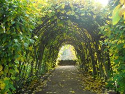 Hidcote Wallpaper