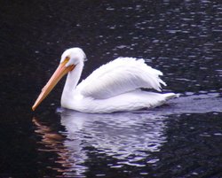 Pelican at St James Park, London Wallpaper