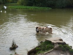 Dogs and Ducks and Swans. Wallpaper