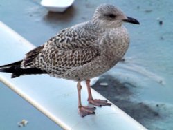 Young Herring Gull Wallpaper