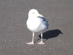 Mature Herring Gull Wallpaper