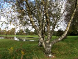 Golf Course Tree Wallpaper