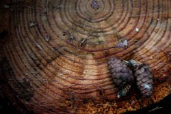 Tree stump Wallpaper