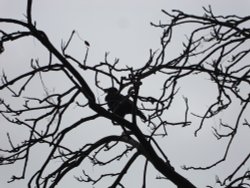 Wintry Silhouette in St James' Park, London Wallpaper