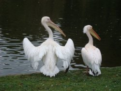 St James's Park Wallpaper