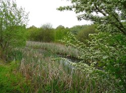 Remnants of the Dearne and Dove Canal Wallpaper