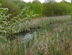 Remnants of the Dearne and Dove Canal